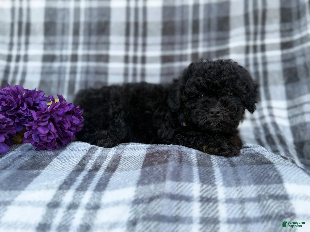 Shihpoo dogs for sale: Kodak - Ad 8