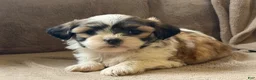Shih Tzu dogs for sale: Callie - Ad 3