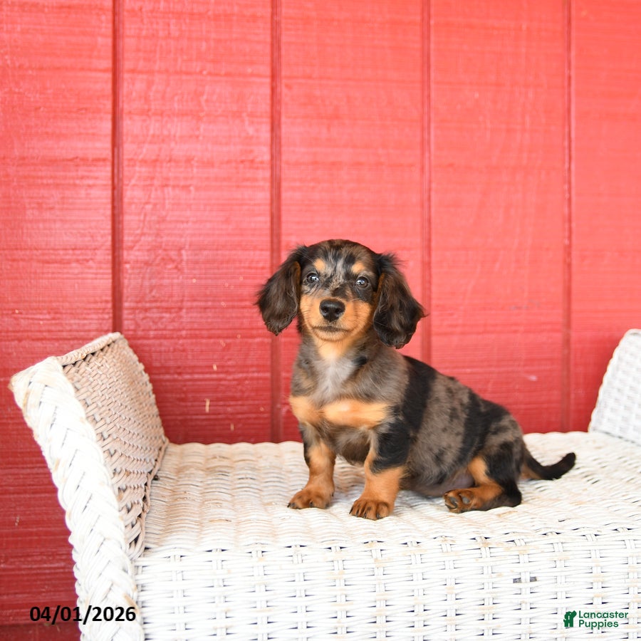 Miniature Dachshund dogs Trixie - Ad 1