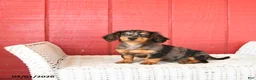 Miniature Dachshund dogs for sale: Trixie - Ad 1