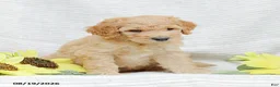 Goldendoodle dogs for sale: Justin - Ad 10