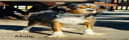Cavalier King Charles Spaniel dogs for sale: Max - Ad 6