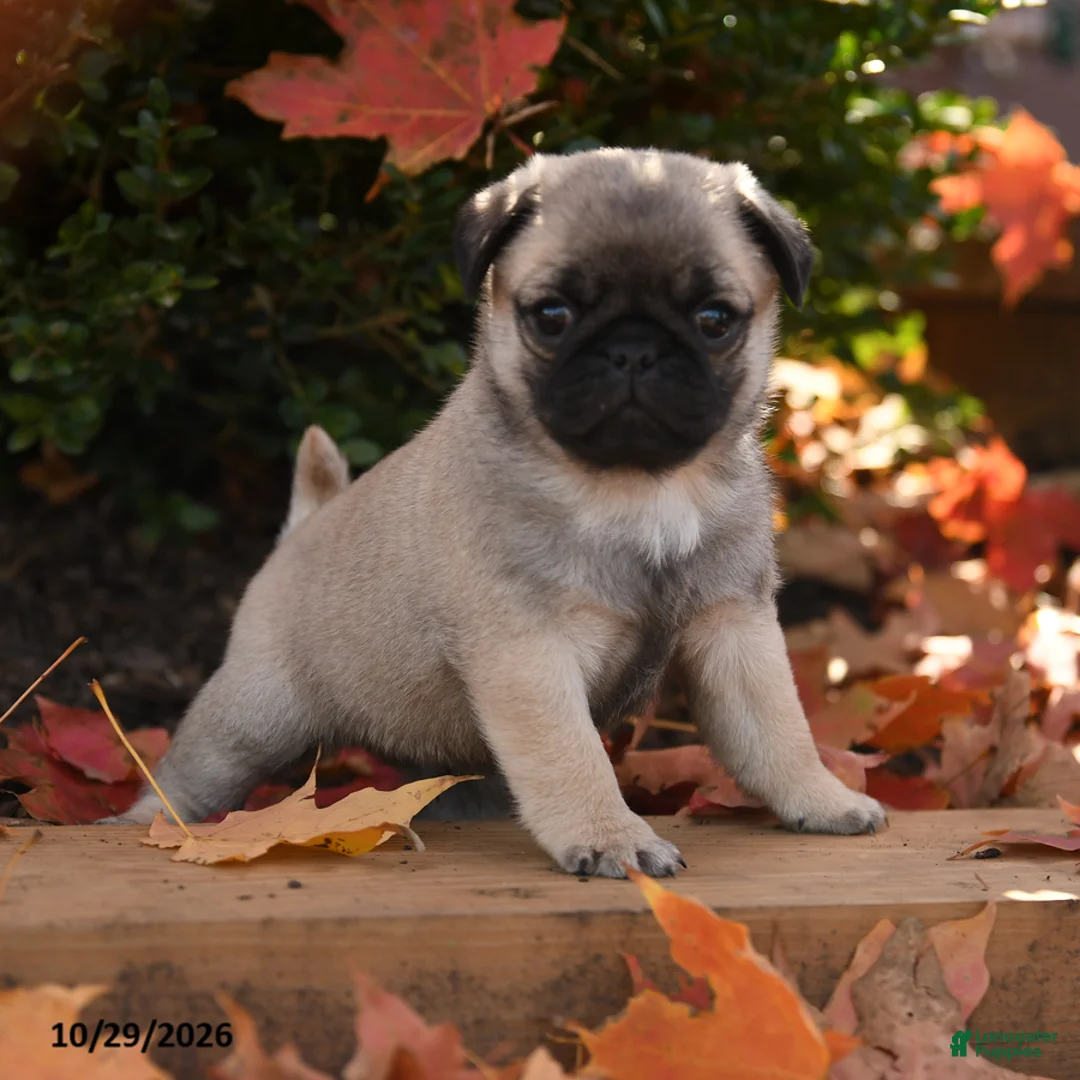 Pug dogs for sale: Gus - Ad 1