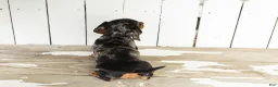 Miniature Dachshund dogs for sale: Oscar  - Ad 5