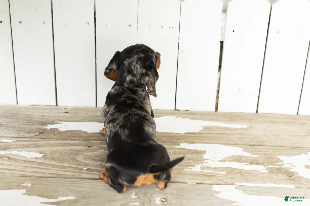 Miniature Dachshund dogs for sale: Oscar  - Ad 5