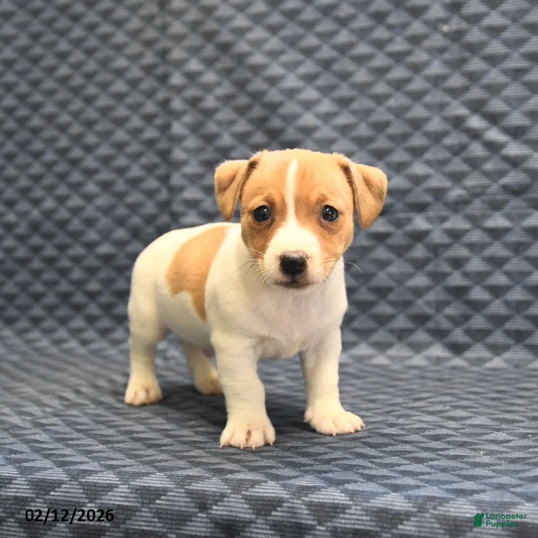 Jack Russell Terrier dogs for sale: Nick  - Ad 1