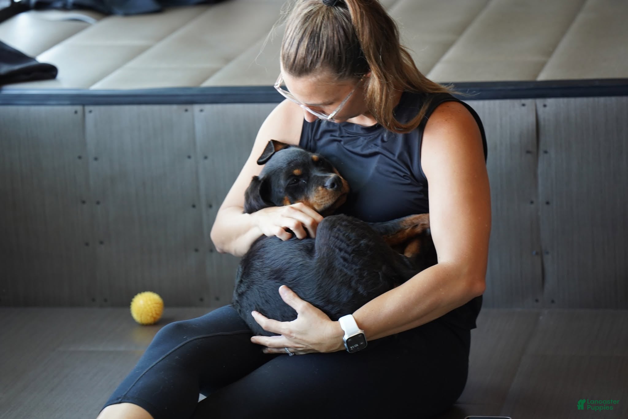 Rottweiler dogs Pick Of The Litter - Ad 14