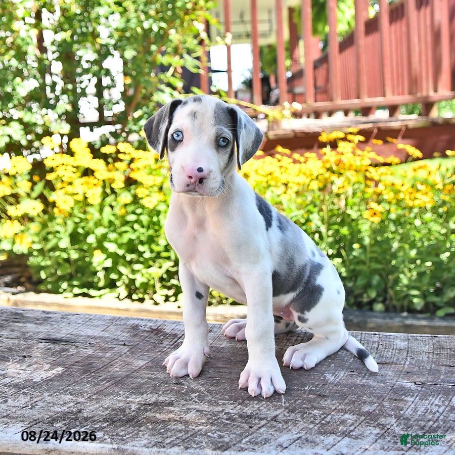 Great Dane dogs Lucy - Ad 1