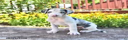 Great Dane dogs for sale: Lucy - Ad 1