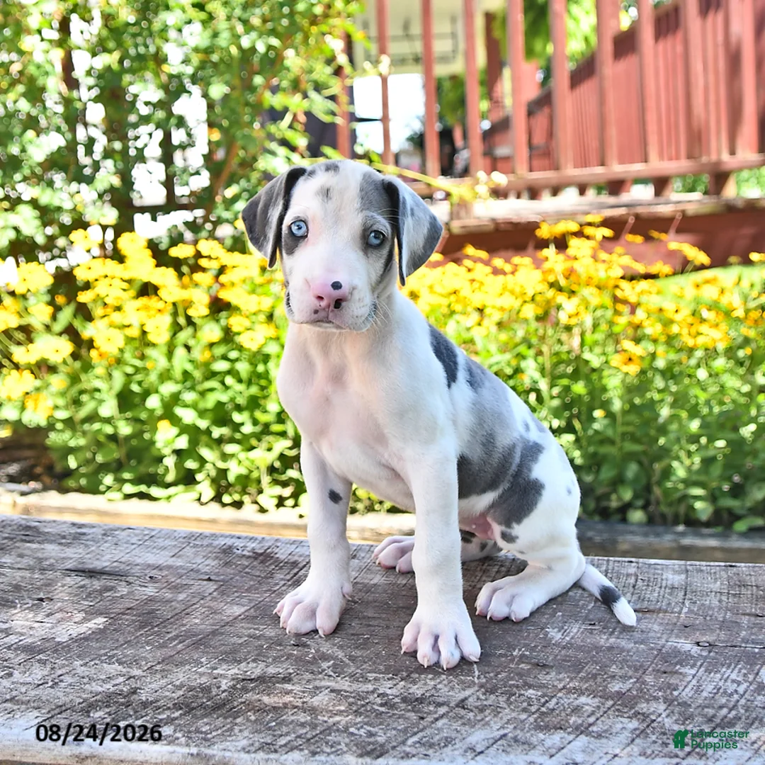 Great Dane dogs for sale: Lucy - Ad 1