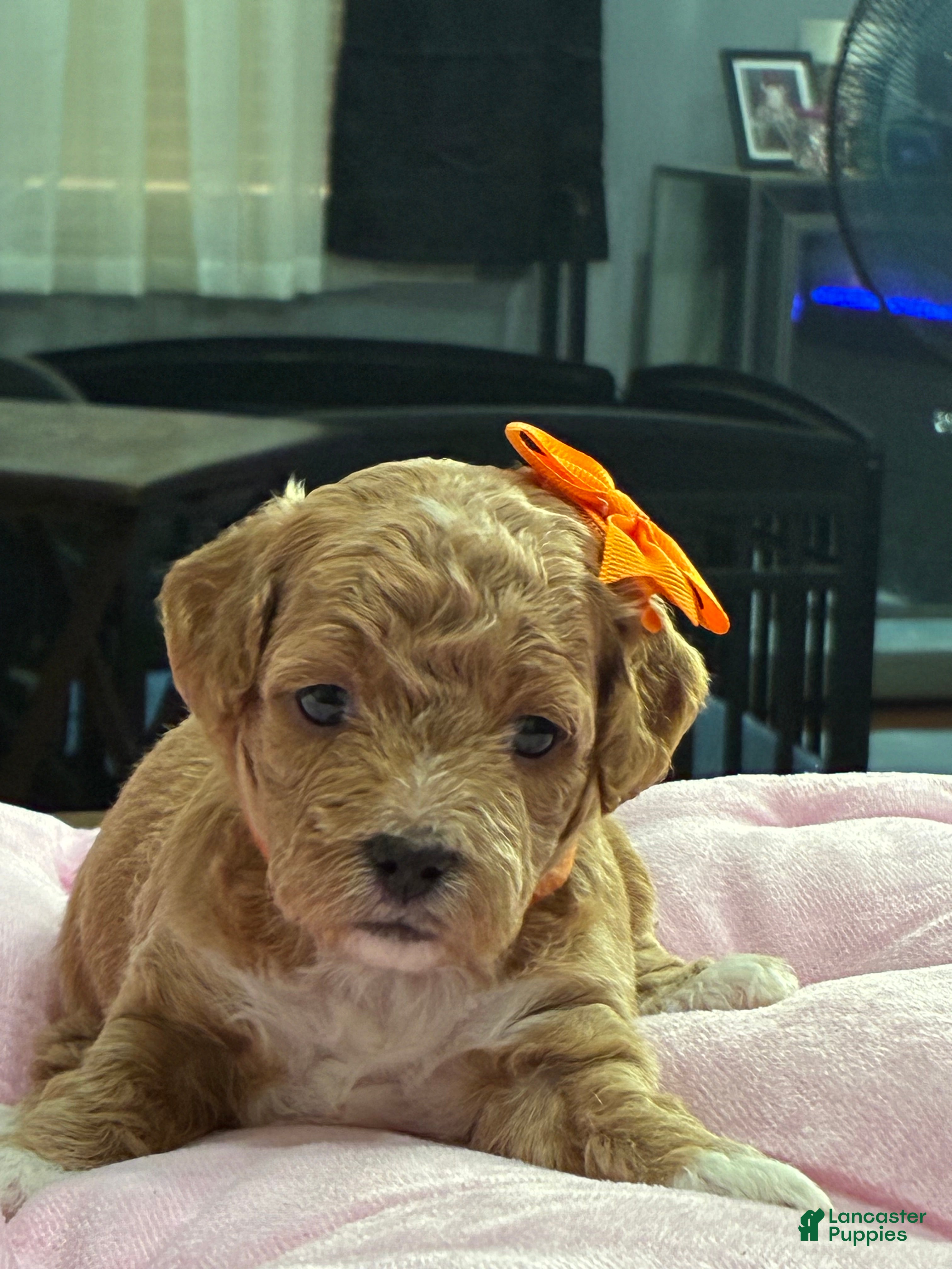 Shihpoo dogs Shihpoo Puppy 3 orange  - Ad 2