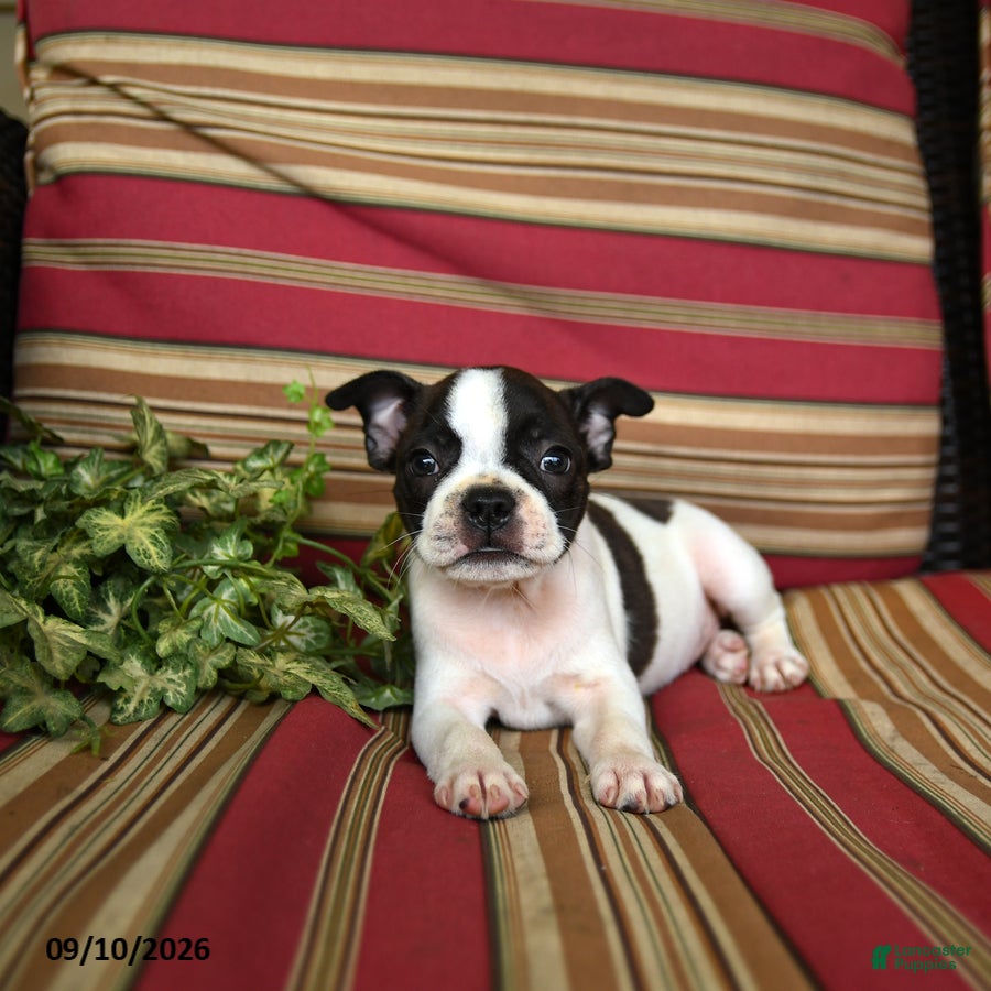 Boston Terrier dogs Naomi - Ad 2