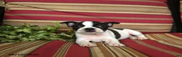 Boston Terrier dogs for sale: Naomi - Ad 2