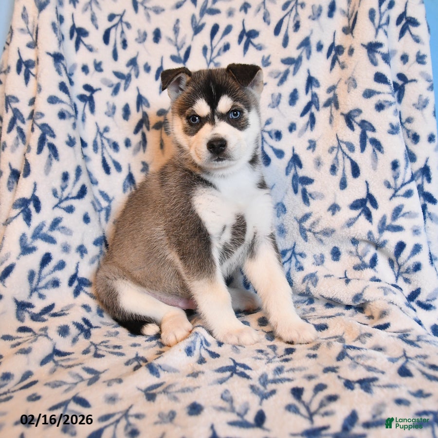 Mixed Breed dogs Maddy - Ad 1