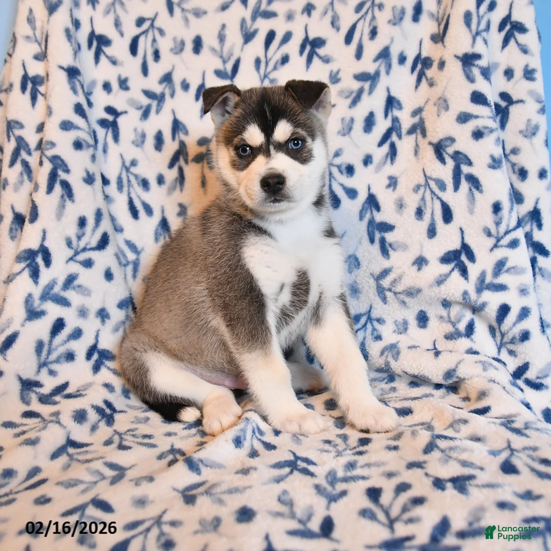 Mixed Breed dogs for sale: Maddy - Ad 1