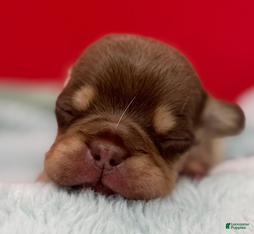 French Bulldog dogs for sale: French Bulldog Puppy 4 - Ad 3