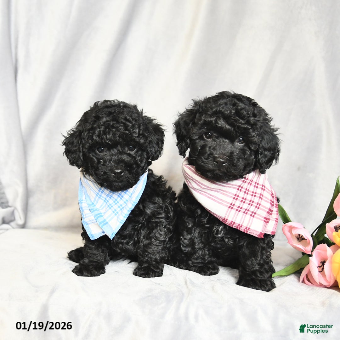 Toy Poodle dogs for sale: Ebony - Ad 5