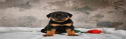 Rottweiler dogs for sale:  Callie 🌸 - Ad 5