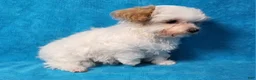 Yorkiepoo dogs for sale: Honey Latte - Ad 8