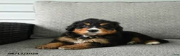Bernedoodle dogs for sale: Smokey - Ad 4
