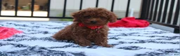Toy Poodle dogs for sale: Toy PoodleKoda 1 - Ad 5