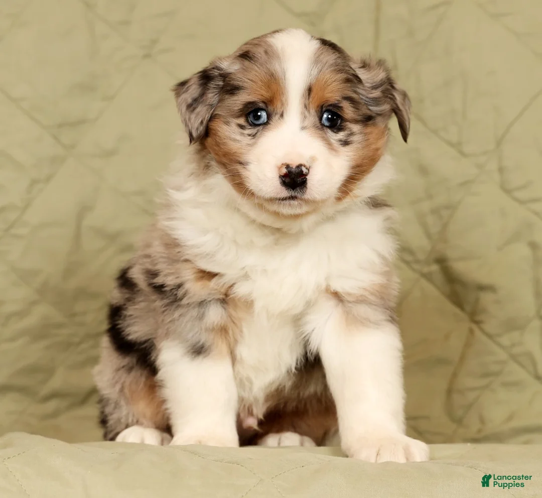 Miniature Australian Shepherd dogs for sale: Dawson - Ad 7