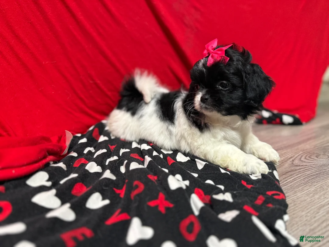 Shihpoo dogs for sale: Glinda  - Ad 19
