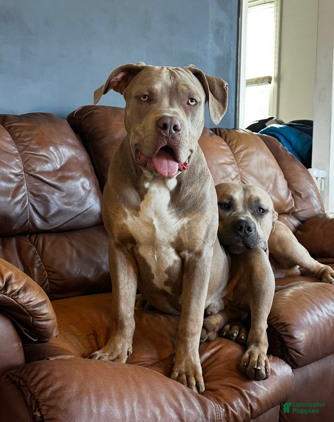 American Bully dogs Sebastian  - Ad 1
