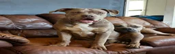 American Bully dogs for sale: Sebastian  - Ad 1