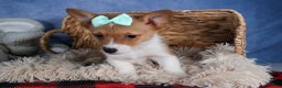 Welsh Corgi Pembroke dogs for sale: Maggie - Ad 8