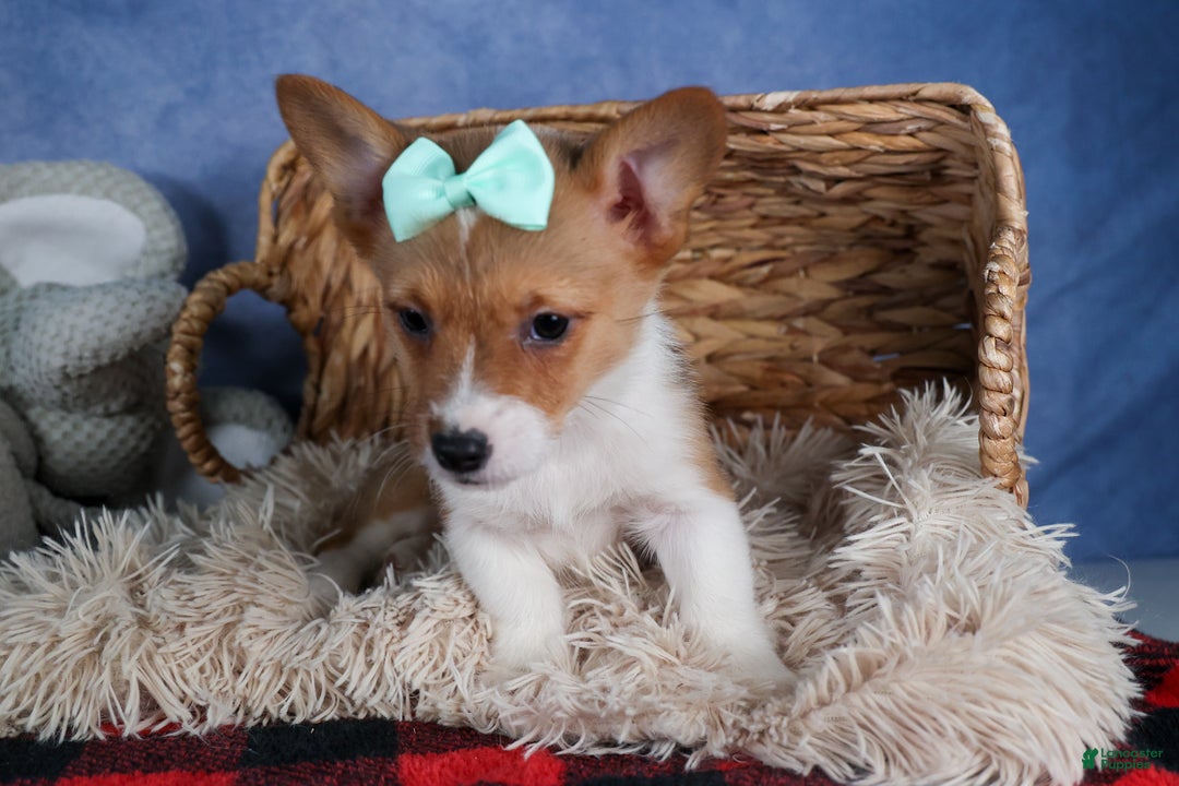 Welsh Corgi Pembroke dogs for sale: Maggie - Ad 8