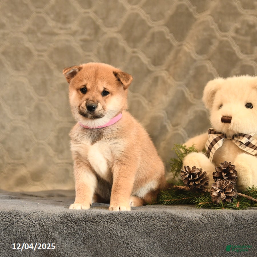 Shiba Inu dogs Trinket - Ad 20