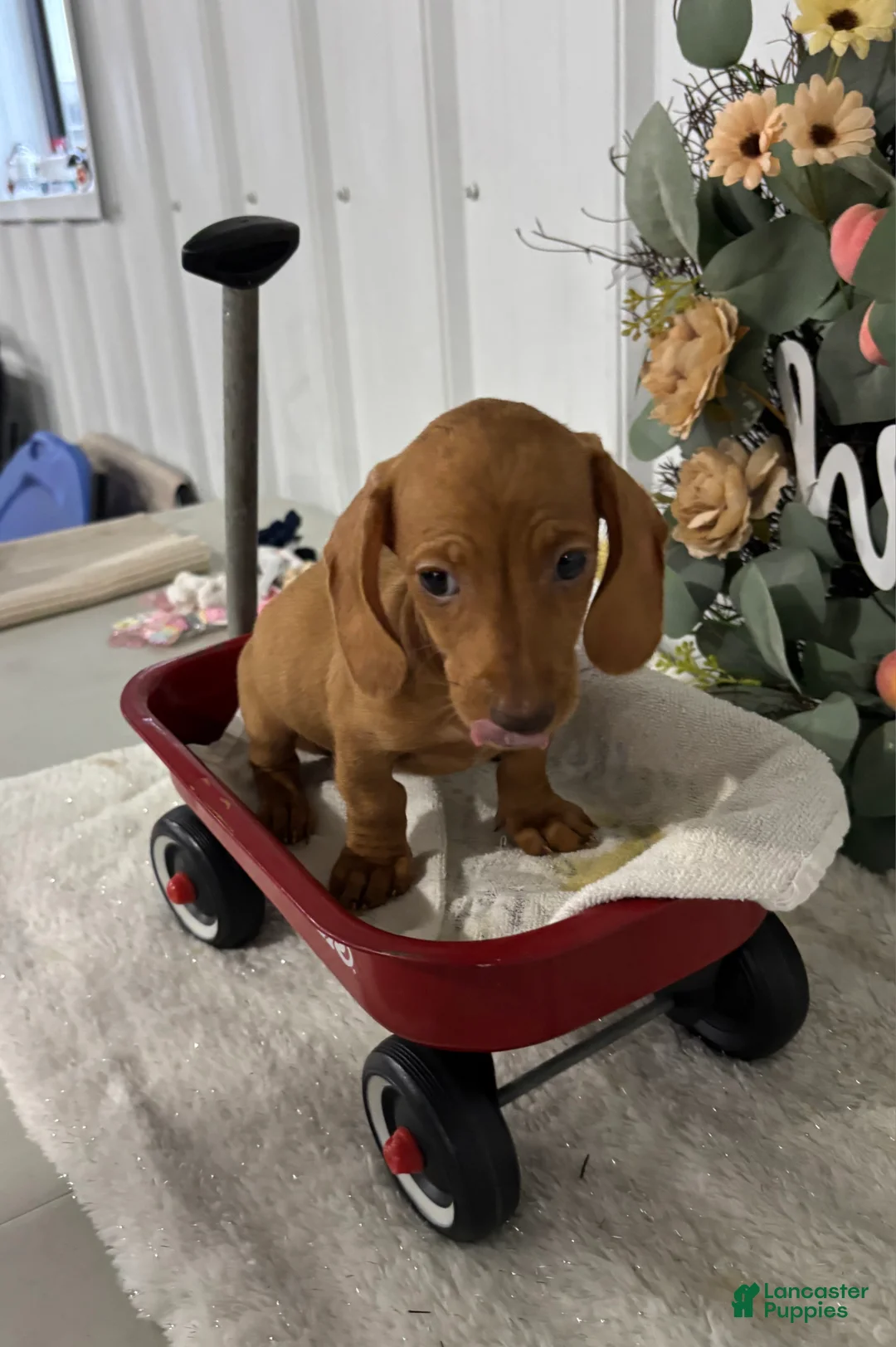 Miniature Dachshund dogs for sale: Lebron - Ad 5