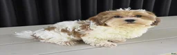 Havanese dogs for sale: Asher - Ad 4