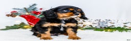 Cavalier King Charles Spaniel dogs for sale: Garland - Ad 8
