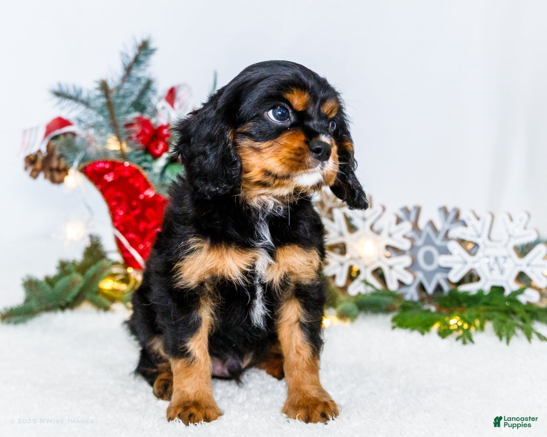 Cavalier King Charles Spaniel dogs for sale: Garland - Ad 8