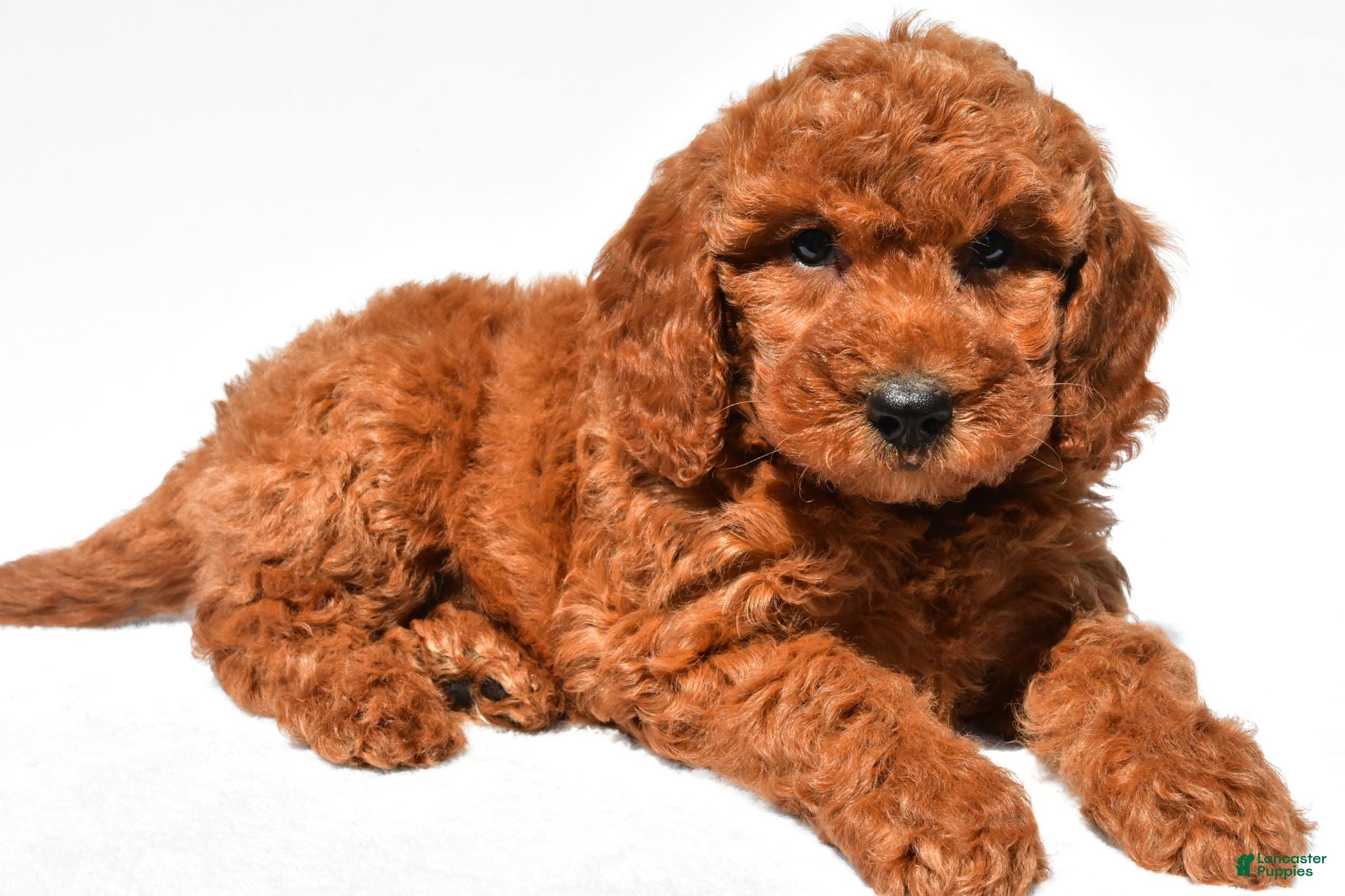 Mini Goldendoodle dogs Crystal - Ad 1