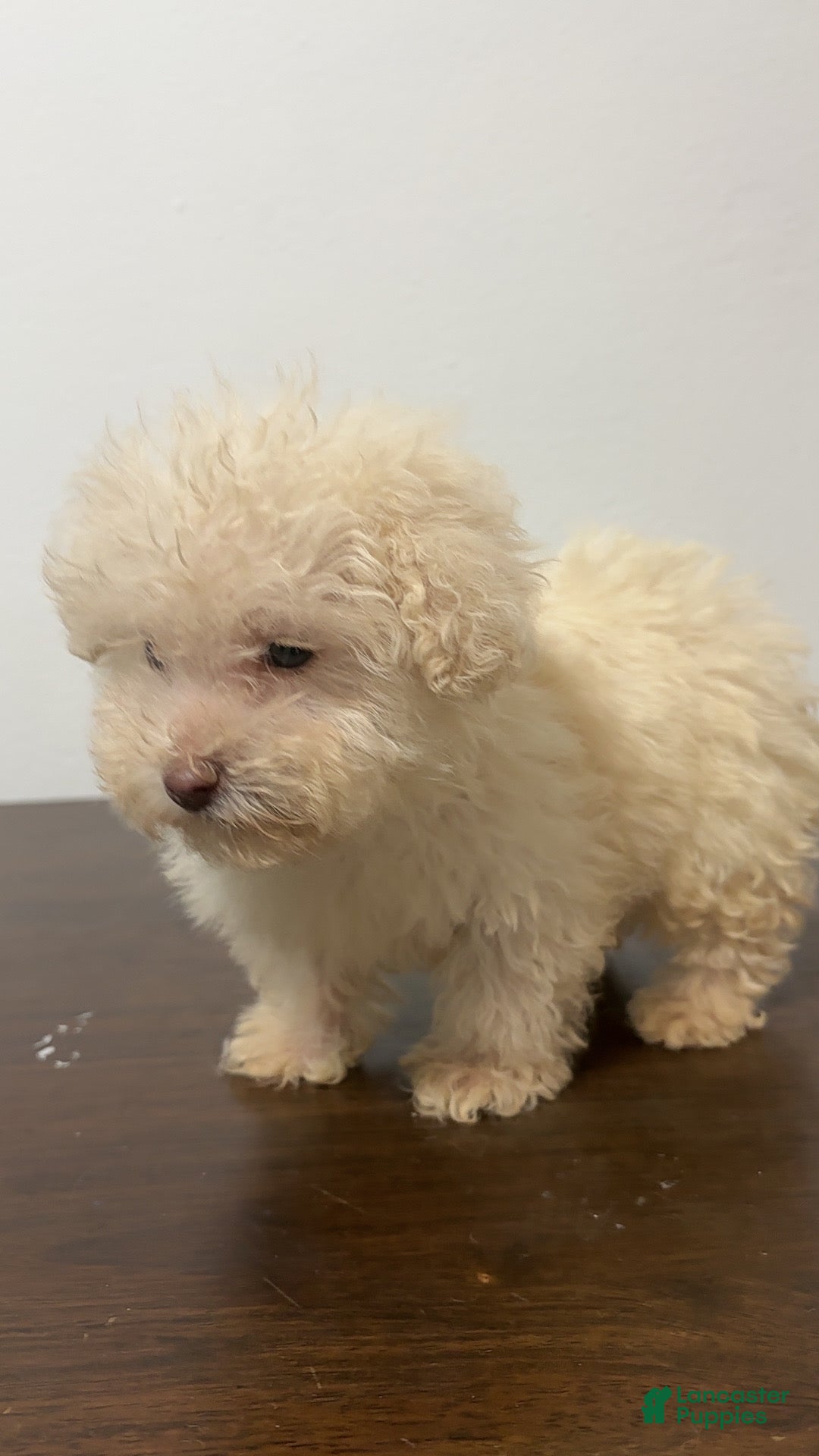 Miniature Poodle dogs for sale: Daisy - Ad 3