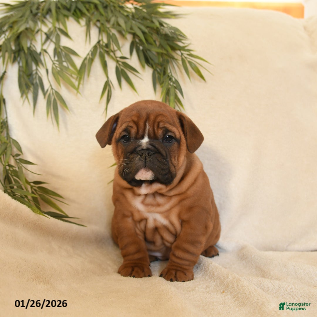 English Bulldog dogs for sale: Bria - Ad 4