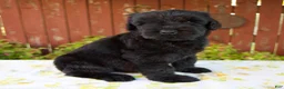 Giant Schnauzer dogs for sale: Renae - Ad 5
