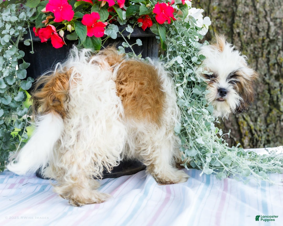 Shih Tzu dogs for sale: Jude - Ad 15