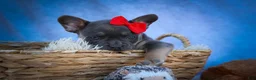 Frenchton dogs for sale: Quest - Ad 4