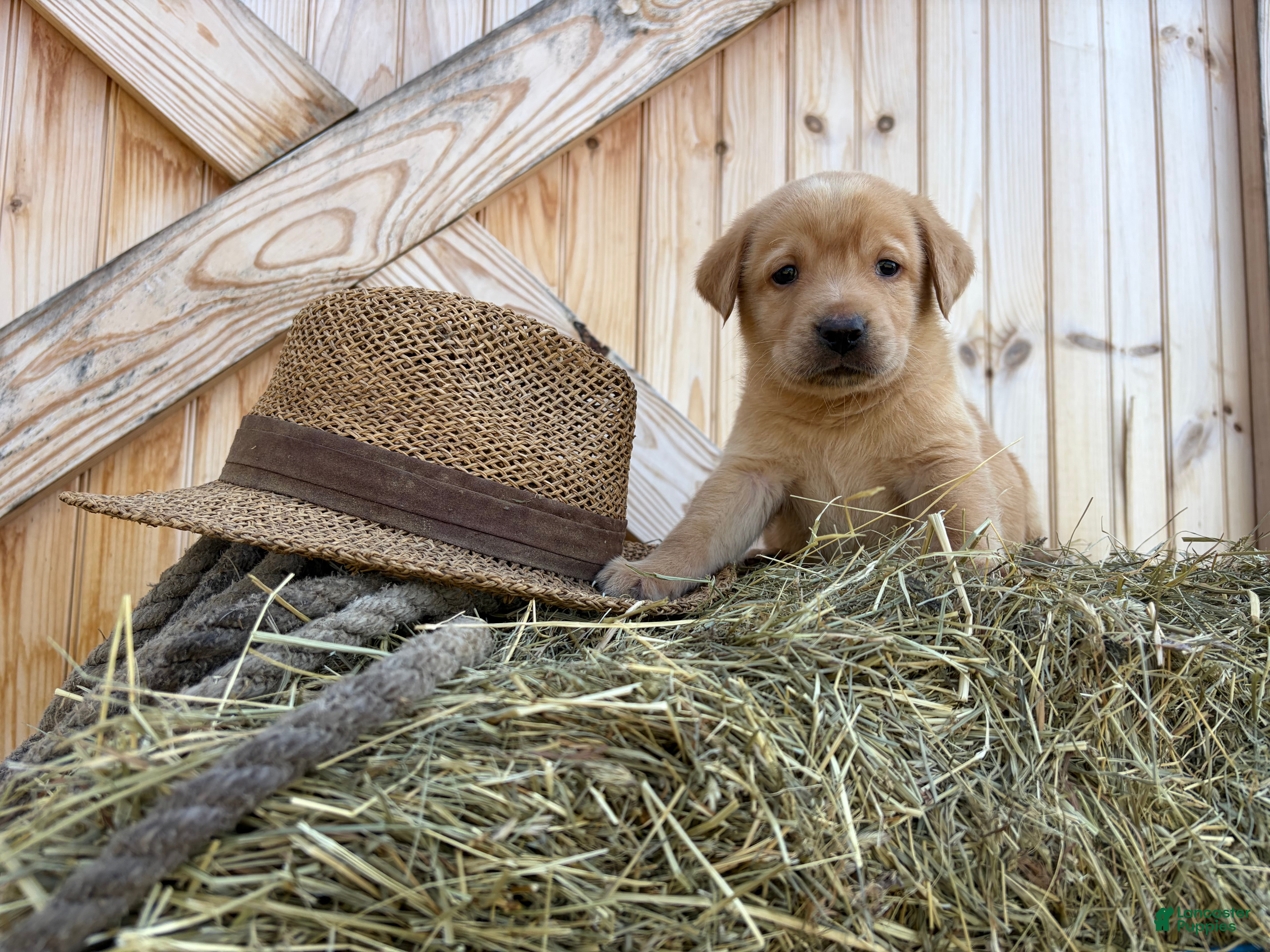 Labrador Retriever dogs Buster - Ad 21