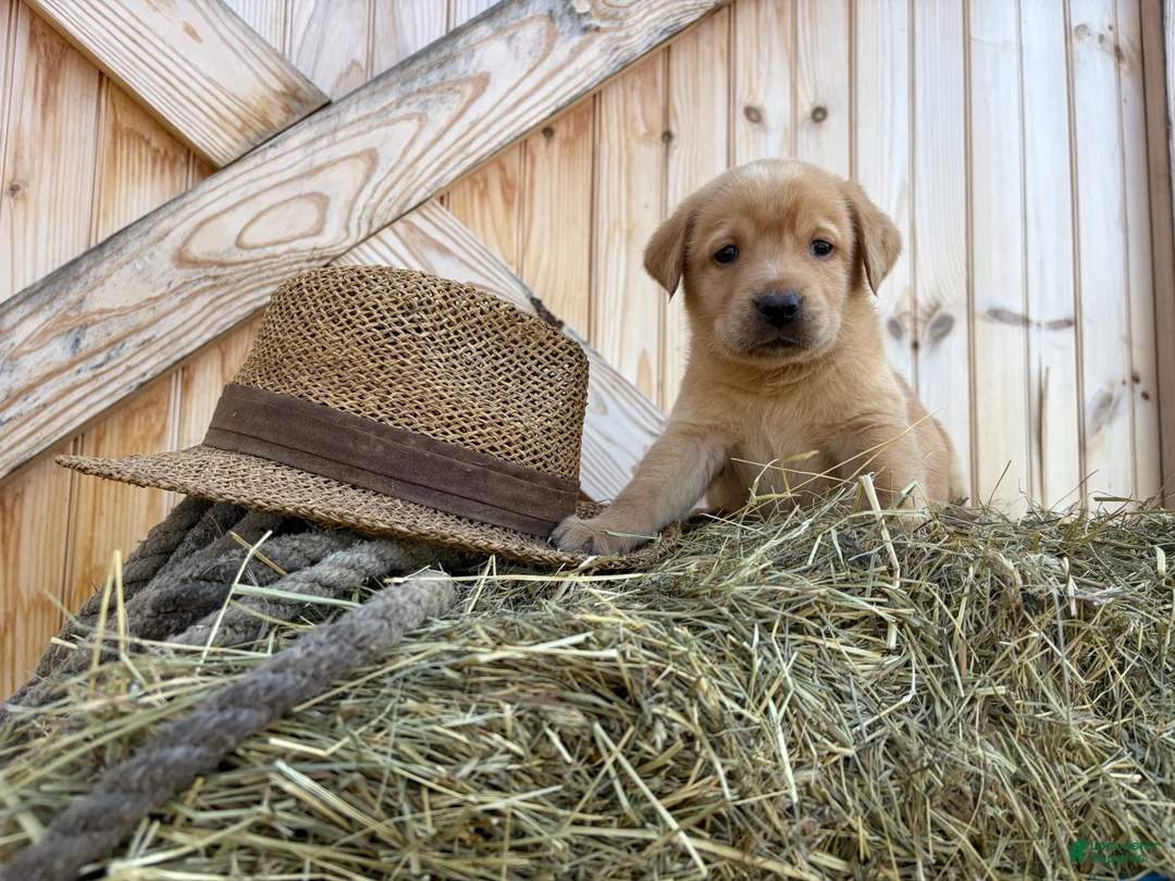 Labrador Retriever dogs for sale: Buster - Ad 1