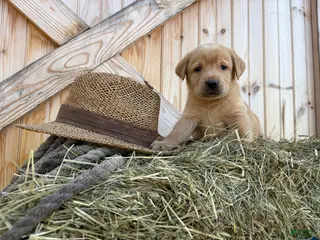 Labrador Retriever dogs Buster - Ad 21