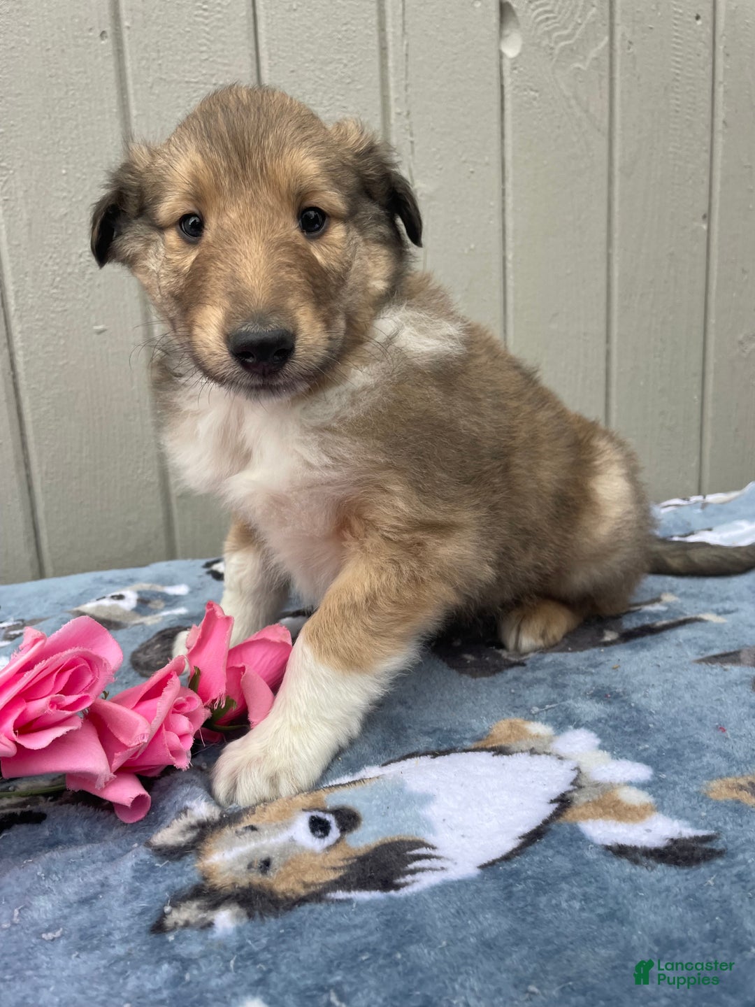 Collie dogs for sale: Carson - Ad 2