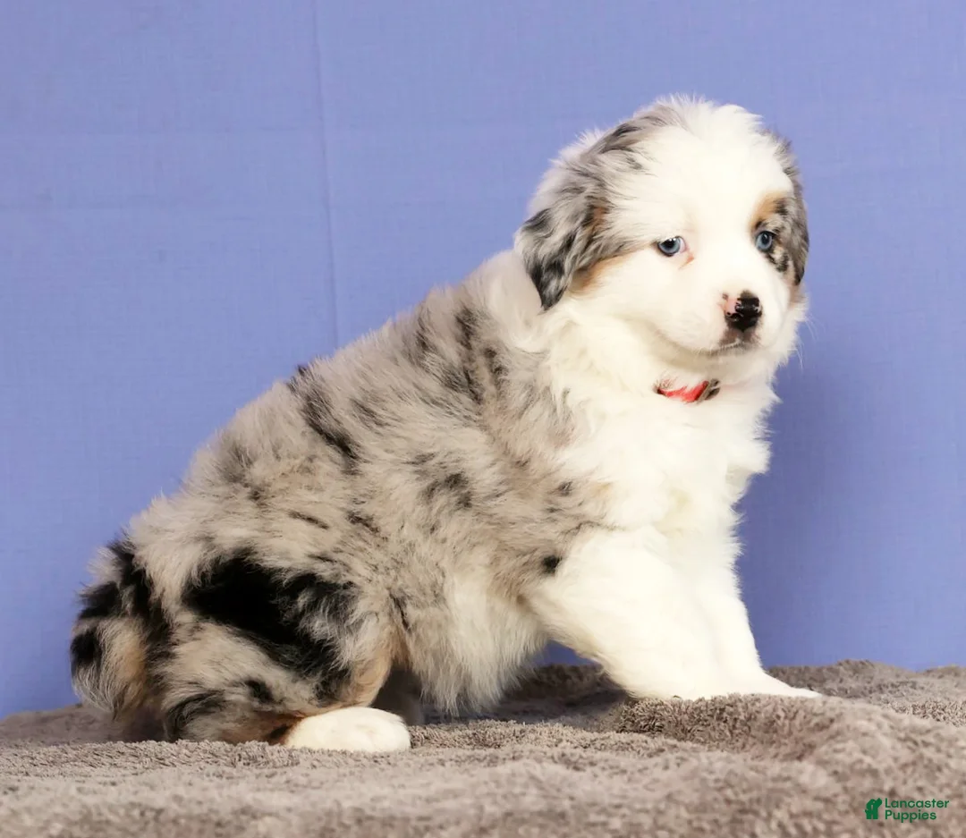Miniature Australian Shepherd dogs for sale: Jill - Ad 5