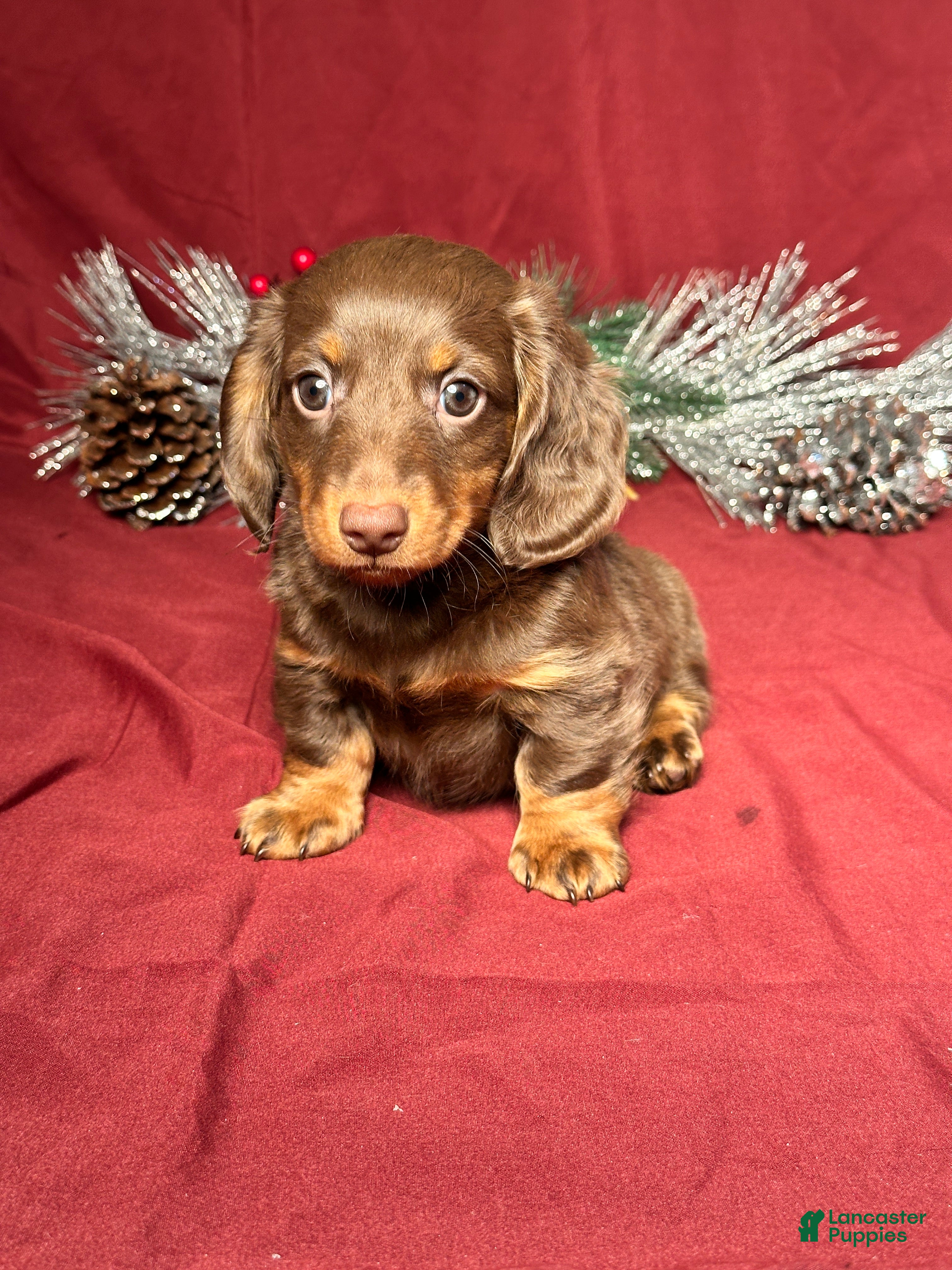 Miniature Dachshund dogs Scottie  - Ad 5