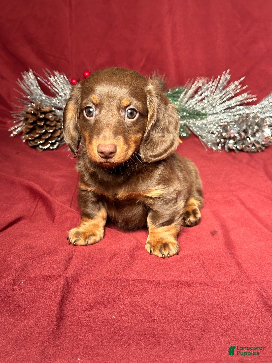 Miniature Dachshund dogs for sale: Scottie  - Ad 1