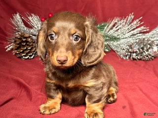 Miniature Dachshund dogs Scottie - Ad 17